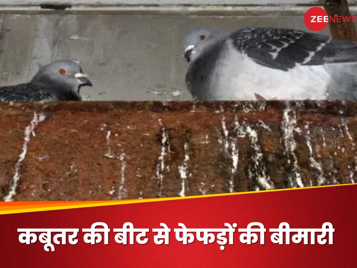 Pigeon droppings: कबूतरों की बीट आपके फेफड़ों को कर सकती है तबाह! जानें बचाव के तरीके