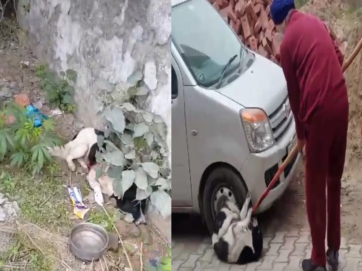 Ludhiana News: कार का कवर फाड़ने पर एक व्यक्ति ने डॉग को किया अधमरा