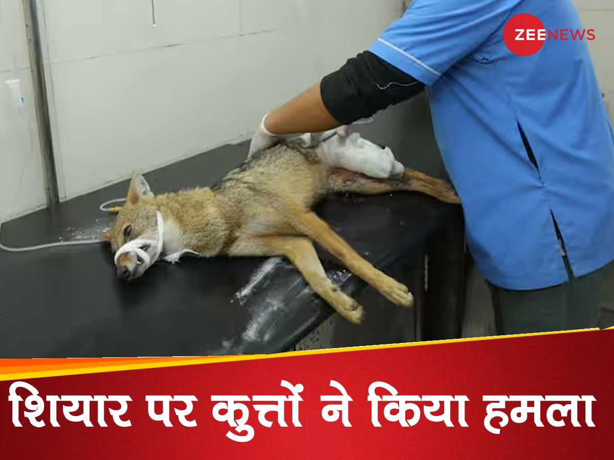 दिल्ली में यहां सड़क पर घूमता हुआ दिखाई दिया शियार, कुत्तों ने किया हमला; डॉक्टरों ने बचाया