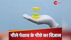 क्यों पीला होता है पेशाब का रंग? जानें इसके पीछे का साइंस... वैज्ञानिकों का खुलासा!