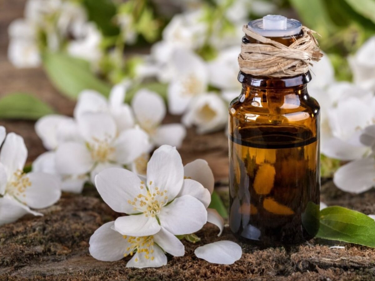 Jasmine Oil Benefits: इन 5 परेशानियों का रामबाण इलाज है ये तेल, मालिश करने से मिलते हैं कई फायदे 