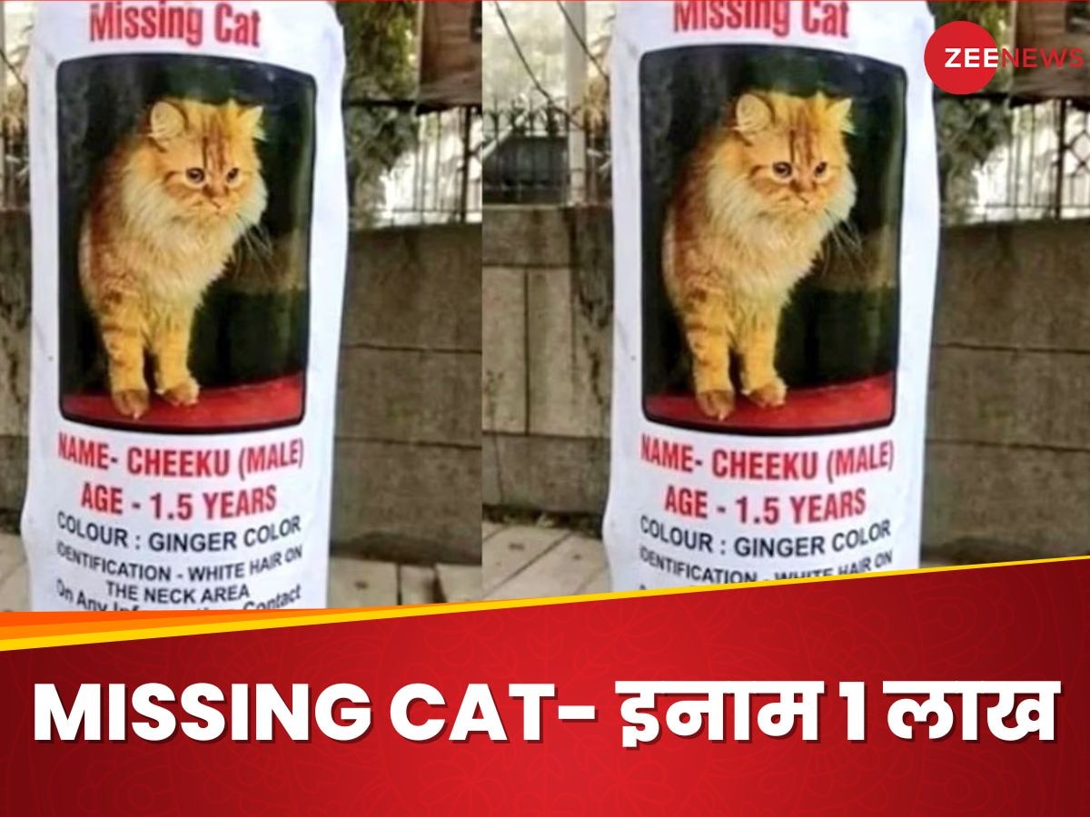 हजरात-हजरात-हजरात! खोई हुई बिल्ली को खोजने वाले को ये कपल देगा 1 लाख का इनाम