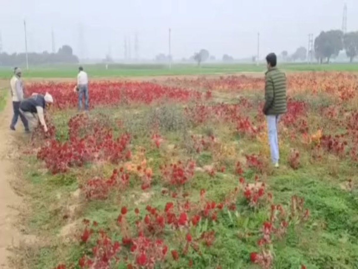 Palwal: परम्परागत खेती छोड़ फूलों और सब्जियों की खेती कर रहे हैं किसान