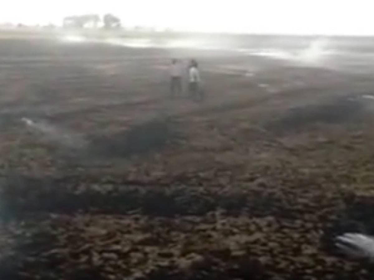 Haryana News: रिटायर्ड IAS ने बताया, पराली जलाने के घटनाओं में ऐसे आएगी कमी  