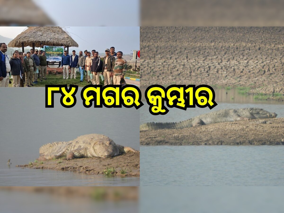 Odisha News: ବ୍ରହ୍ମପୁର ବନଖଣ୍ଡରେ ୮୪ ମଗର କୁମ୍ଭୀର