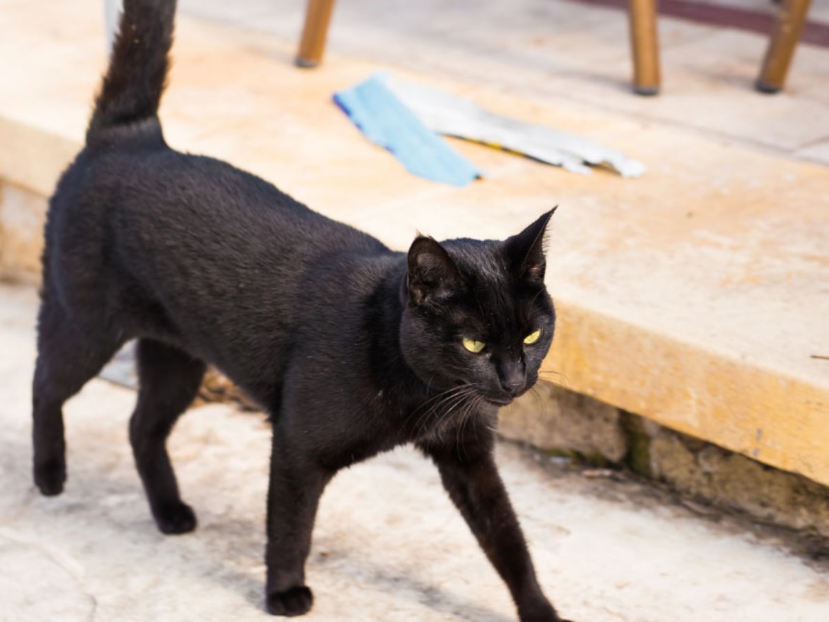 Shubh Ashubh: काली बिल्ली के रास्ता काटने से आखिर नुकसान क्या होता है? जानेंगे तो बचकर घर से निकलेंगे  