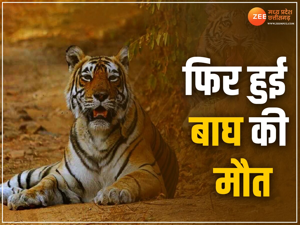 MP में नहीं थम रहा बाघों की मौत का सिलसिला, बांधवगढ़ टाइगर रिजर्व में एक और बाघ ने तोड़ा दम