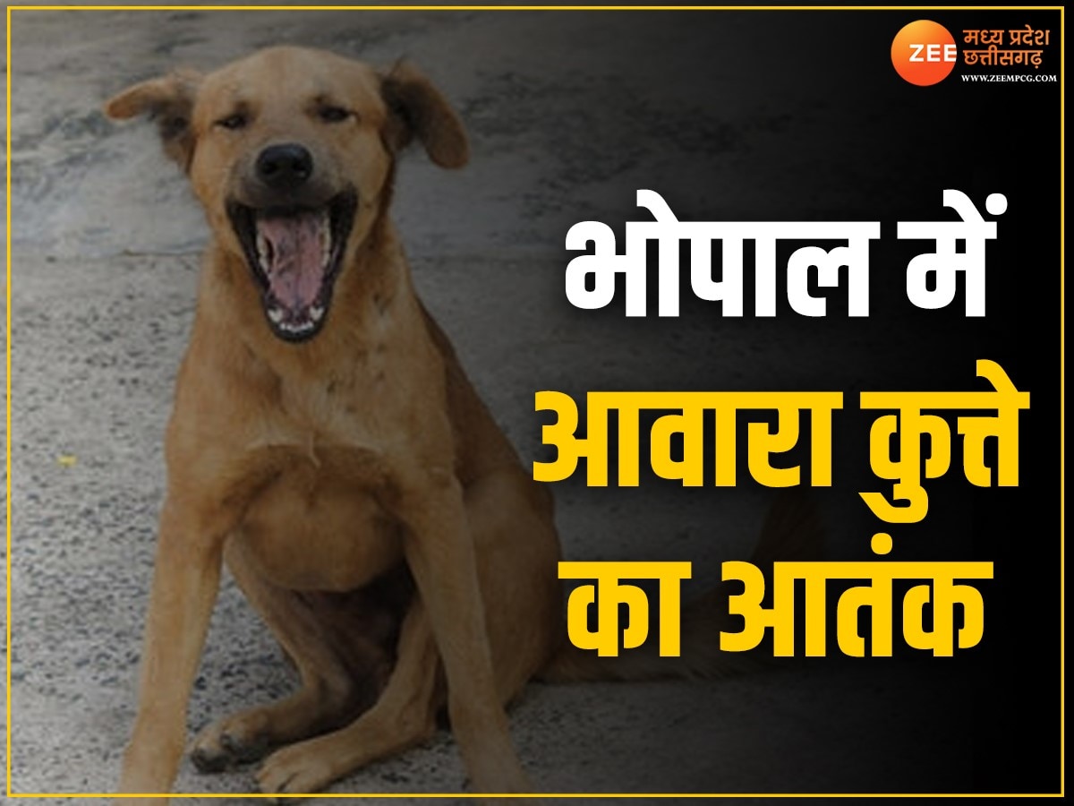 MP News:  भोपाल में कुत्ते का आतंक, 21 लोंगो को बनाया शिकार, हॉस्पिटल में कम पड़े रेबीज इंजेक्शन