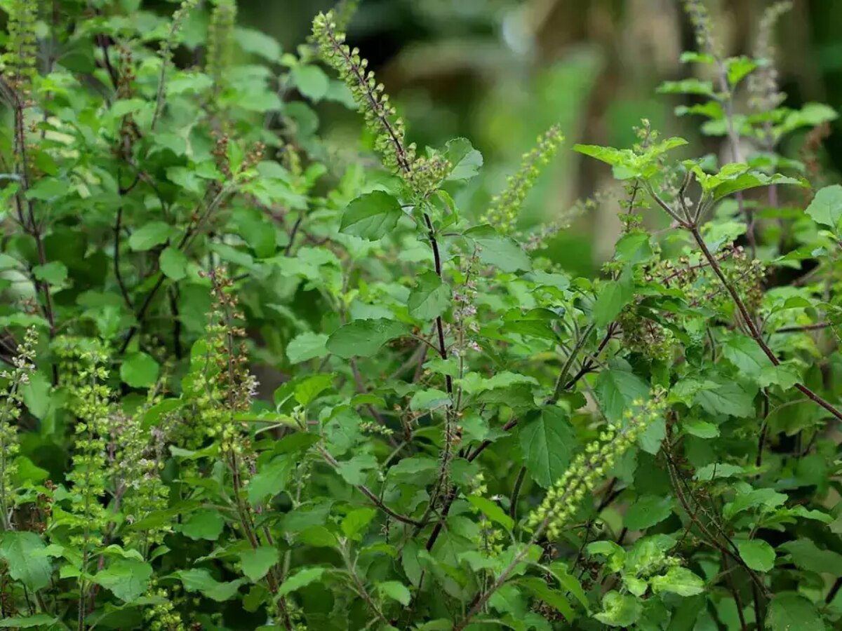 Tulsi Leaves on Face: आयुर्वेद का बेजोड़ नुस्खा है तुलसी, ऐसे करें इस्तेमाल यंग हो जाएगी स्किन