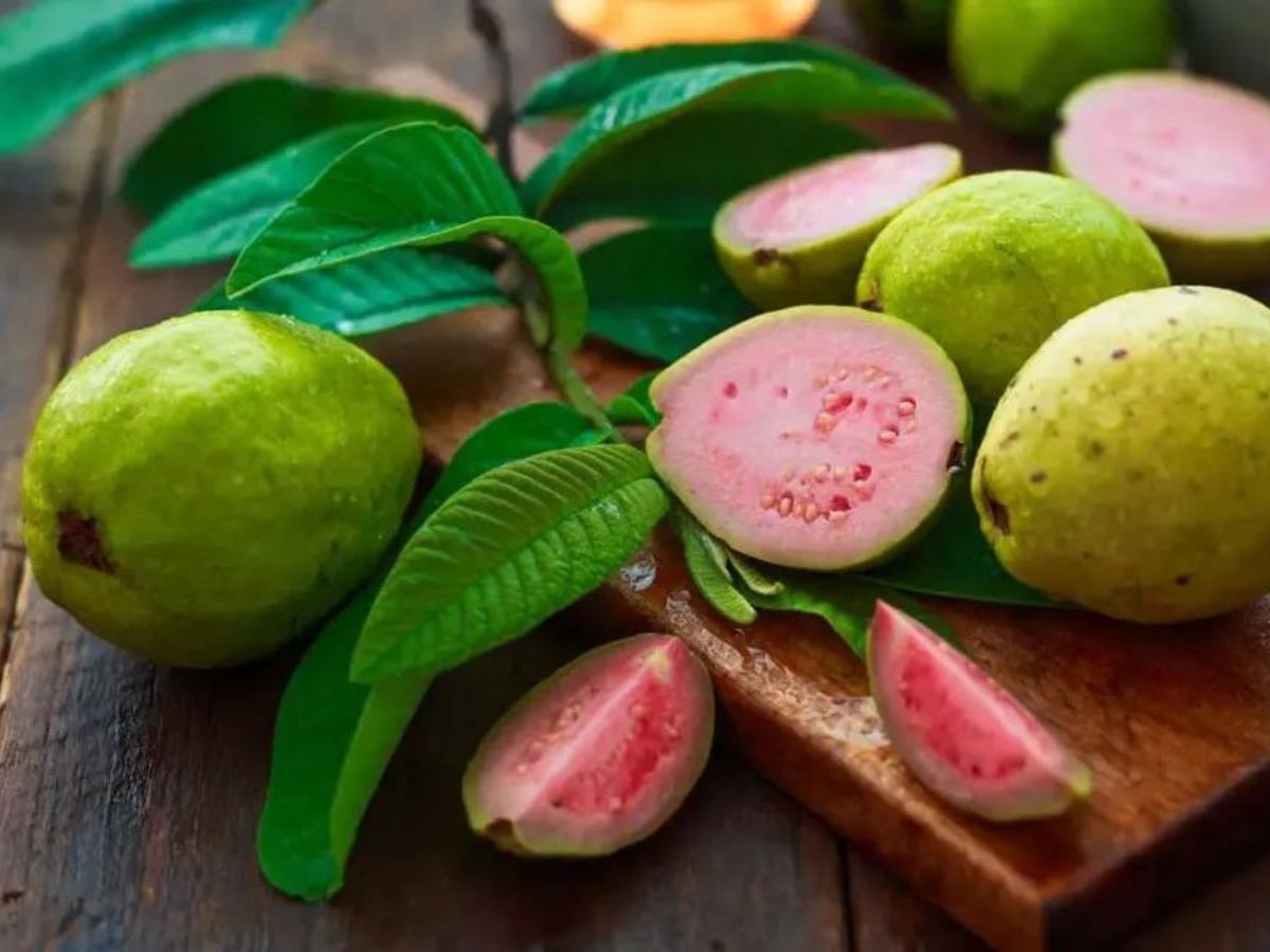 Guava Leaves Benefits: सिर्फ अमरूद में ही नहीं, पत्तों में भी छिपे हैं ढेरों गुण; जानिए इसके बेमिसाल फायदे