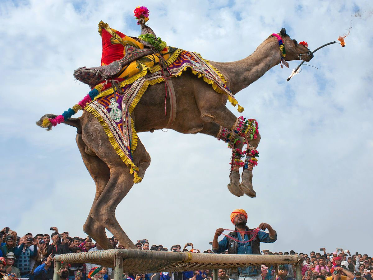 Rajasthan News: अंतरराष्ट्रीय ऊंट महोत्सव की हुई शुरूआत; जश्न में डूबे विदेशी सैलानी Rajasthan News: अंतरराष्ट्रीय ऊंट महोत्सव की हुई शुरूआत; जश्न में डूबे विदेशी सैलानी