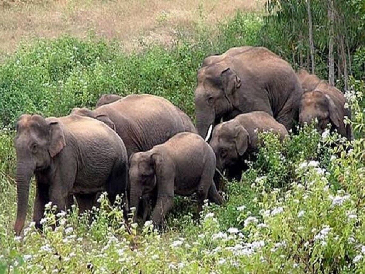 गढ़वा में जंगली हाथियों के झुंड ने जमकर मचाया उत्पात, कई घरों को किया ध्वस्त