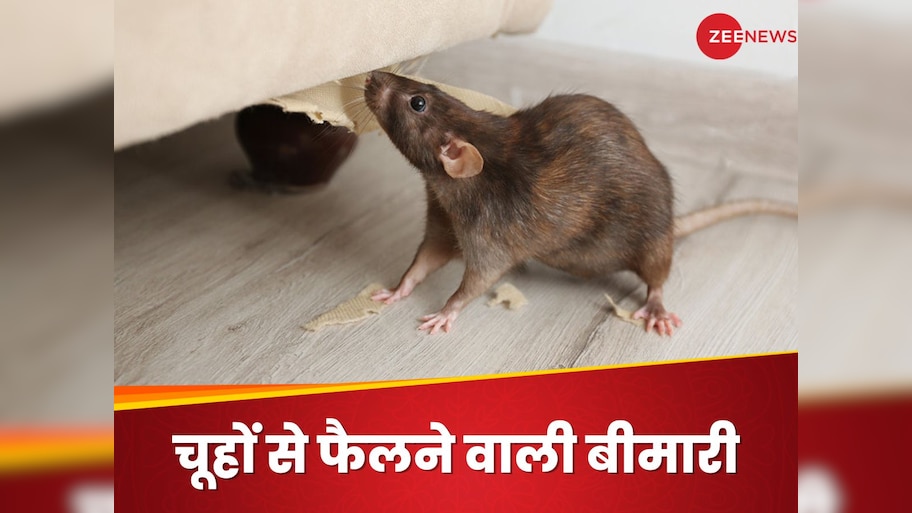 5 diseases spread by rats look like cold and cough it can be fatal know ...