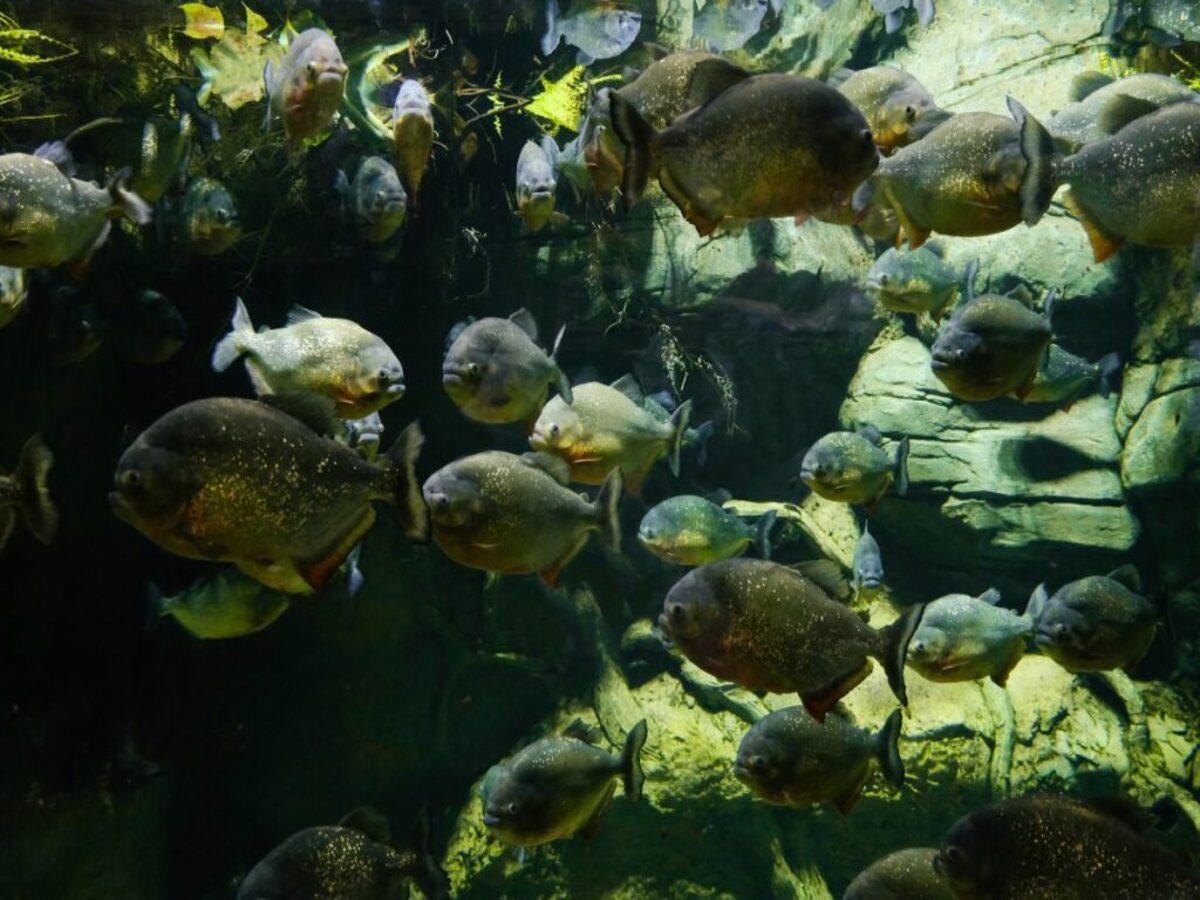Piranha Fish: ପିରାହ୍ନା କାରଣରୁ ଚାଲିଗଲା ଜୀବନ; ଏପରି ଅବସ୍ଥାରେ ମିଳିଳେ ମୃତକ Piranha Fish: ପିରାହ୍ନା କାରଣରୁ ଚାଲିଗଲା ଜୀବନ; ଏପରି ଅବସ୍ଥାରେ ମିଳିଳେ ମୃତକ