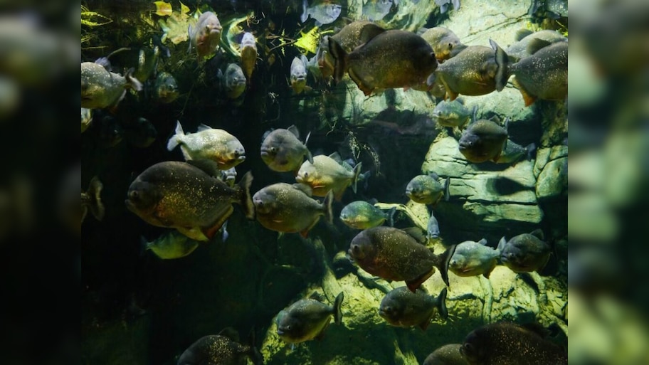 Piranha Fish: ପିରାହ୍ନା କାରଣରୁ ଚାଲିଗଲା ଜୀବନ; ଏପରି ଅବସ୍ଥାରେ ମିଳିଳେ ମୃତକ