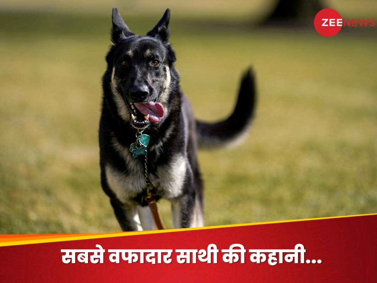 Dogs Monument: भारत के इस शहर में है कुत्तों का इकलौता स्मारक, जहां कब्रों पर लिखी है उनकी वफादारी की गाथा