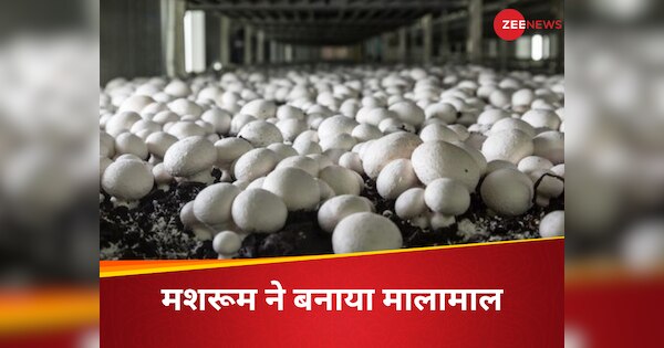 Mushroom Farming all about, Uttar pradesh farmer earn rs 12 lakh