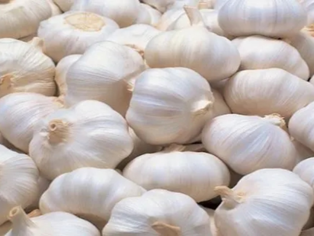 Garlic Benefits: सर्दियों के लिए बड़े काम की है लहसुन, सेहत को कई तरीकों से पहुंचाती है लाभ