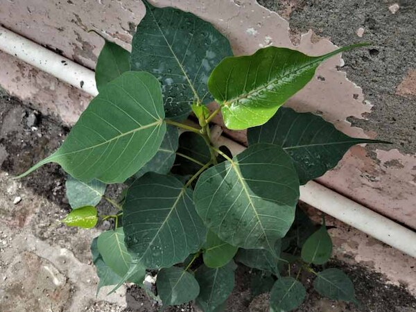 know the special important rules for peeal tree puja peepal ke ped ke ...