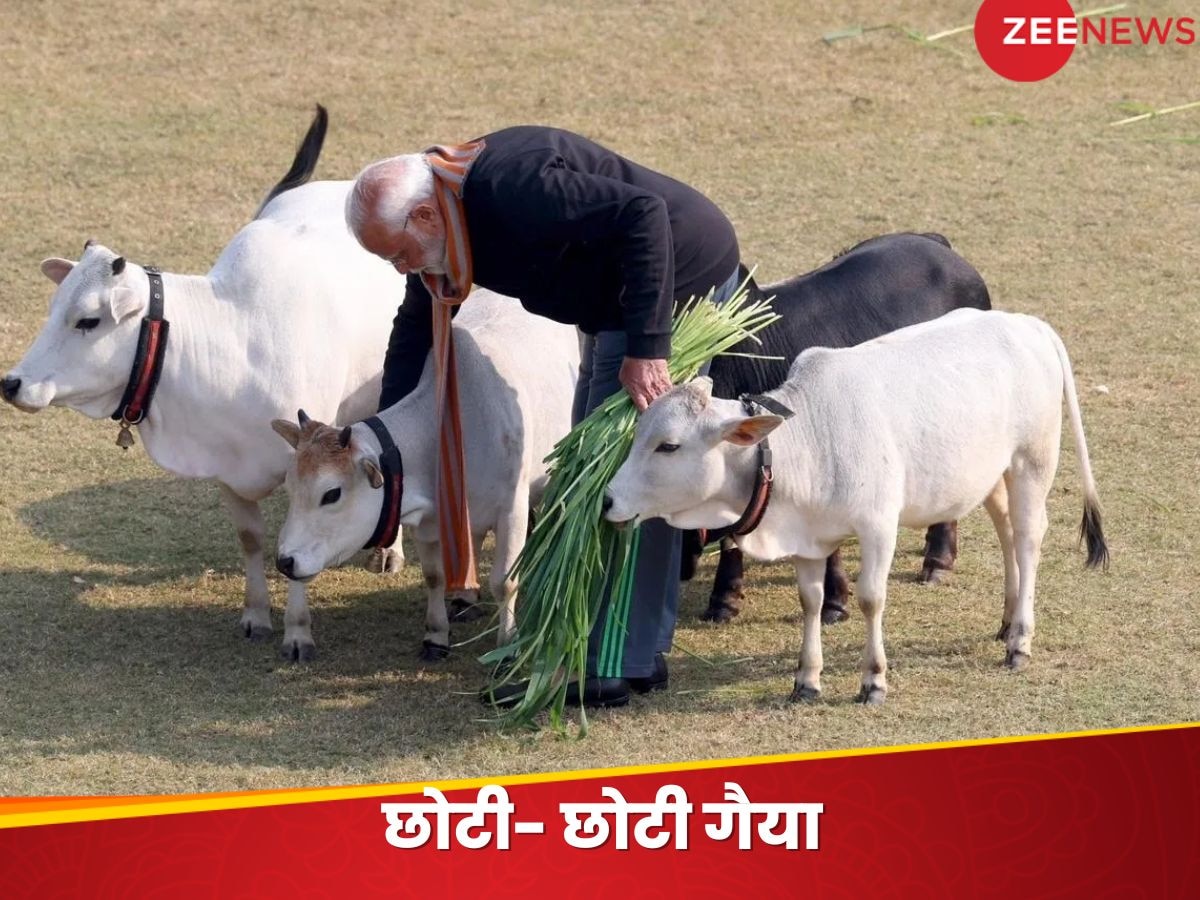 Punganur Cow: मकर संक्रांति पर पीएम मोदी ने जिन छोटी गायों की सेवा की, उन दुर्लभ गायों के बारे में आप कितना जानते हैं