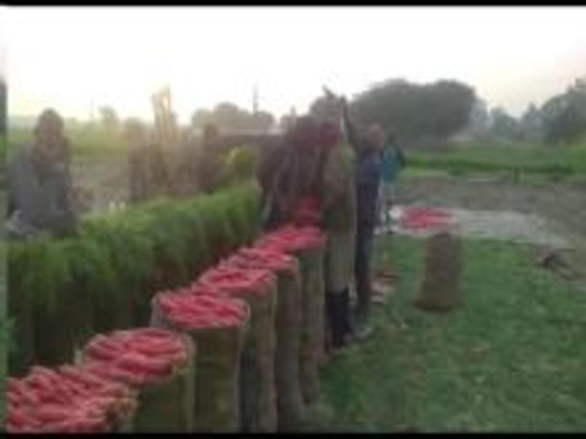 Jhajjar news: अच्छी खेती और उन्नत किसानी के चलते किसानों ने कमाया लाखों का लाभ