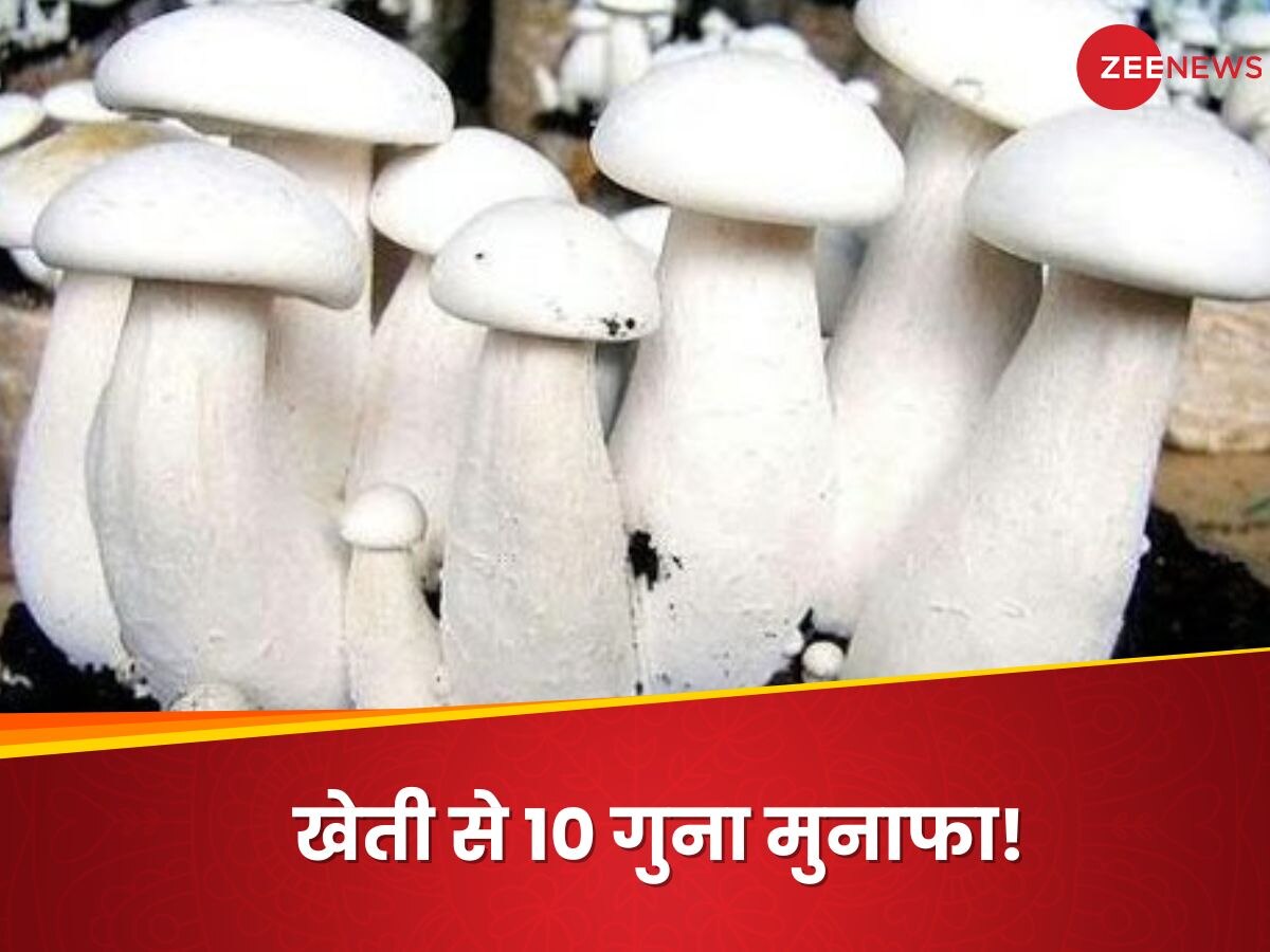 Milky Mushroom: 15 रुपये की लागत से शुरू करें मिल्की मशरूम की खेती, होगा 10 गुना मुनाफा!