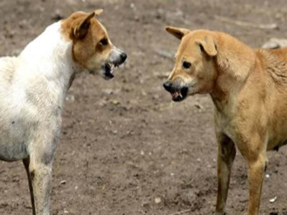 भोपाल में आवारा कुत्तों का कहर जारी; निशाने पर सबसे ज्यादा मासूम बच्चे