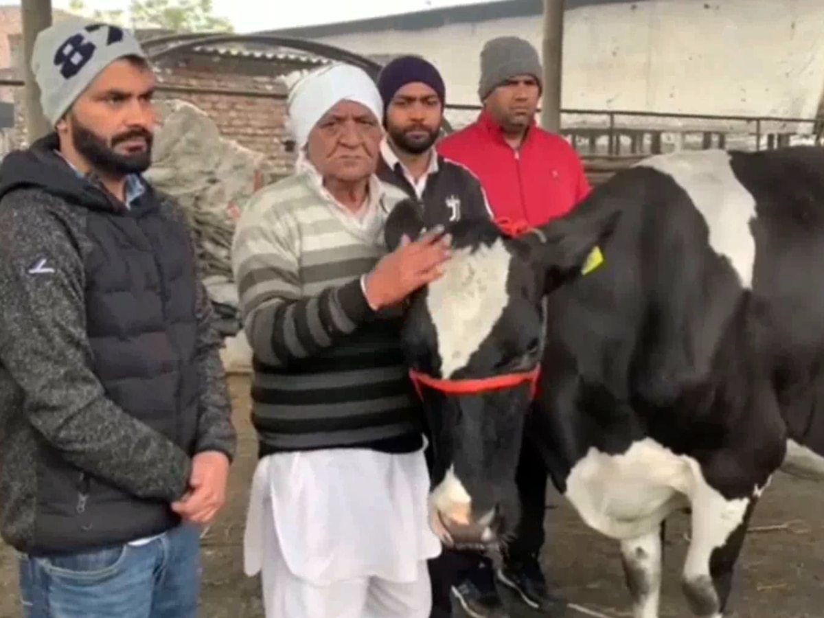 Karnal News: गाय शकीरा ने 24 घंटे में 80 किलो से ज्यादा दूध देकर बनाया रिकॉर्ड