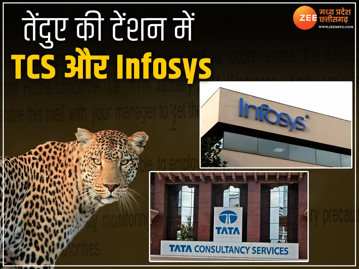 Indore News: तेंदुए ने करा दी TCS और Infosys कर्मचारियों की मौज, दहशत फैलाई तो मिला वर्क फ्रॉम होम