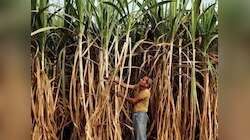  यूपी कैबिनेट ने बढ़ाया गन्ना मूल्य, लंबे इंतजार के बाद गन्ना किसानों को मिला तोहफा
