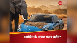 नारियल ने तोड़ा,कुत्तों ने नोंचकर किया नुकसान...इंश्योरेंस के ये कैसे-कैसे क्लेम