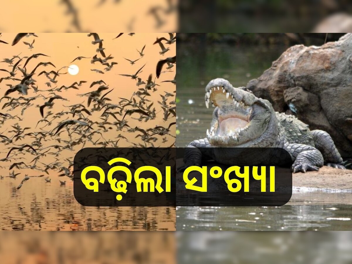 Bhitarkanika National Park: ଖୁସି ଖବର! ଭିତରକନିକାରେ ବଢ଼ିଲା ବିଦେଶାଗତ ପକ୍ଷୀ ଓ ବଉଳା କୁମ୍ଭୀର ସଂଖ୍ୟା 