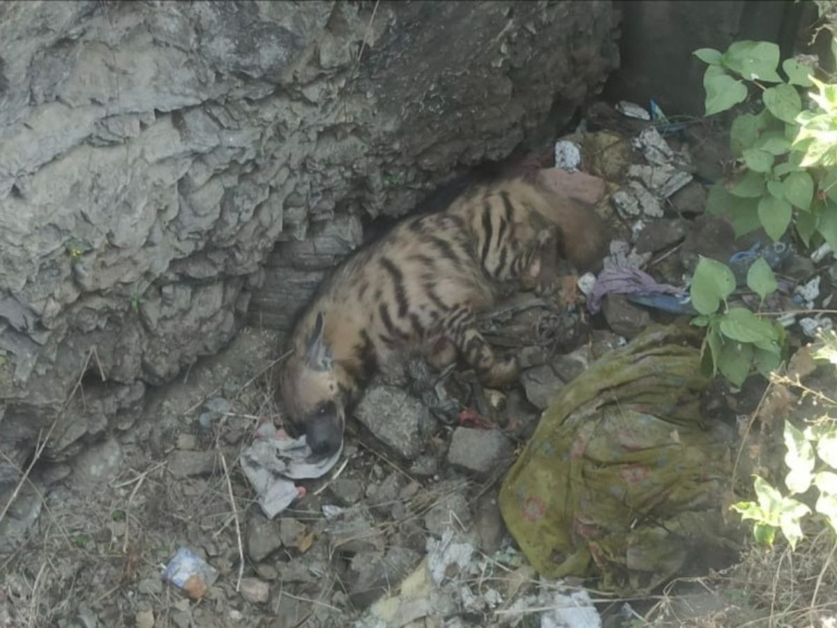hyena found in Dunagarpur