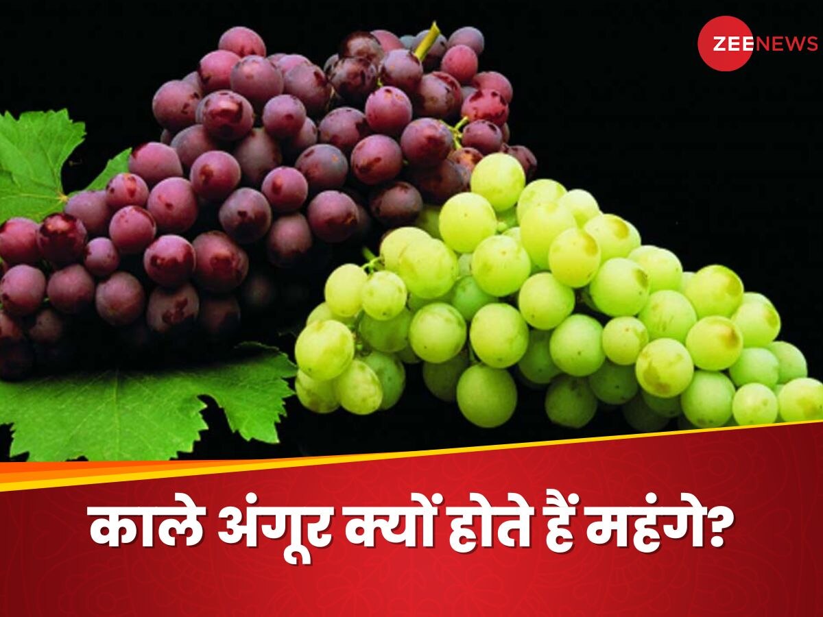 Black Grapes Price: काले अंगूर की कीमत हरे वाले के मुकाबले क्यों होती है ज्यादा? वजह जानकर कहेंगे, 'तो ये बात है'