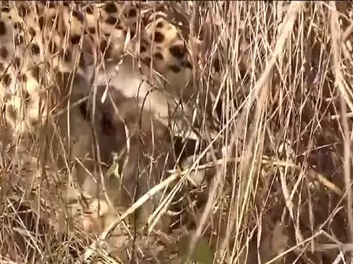 VIDEO: मध्य प्रदेश के कूनो नेशनल पार्क में आई खुशखबरी, 3 शावकों का हुआ जन्म