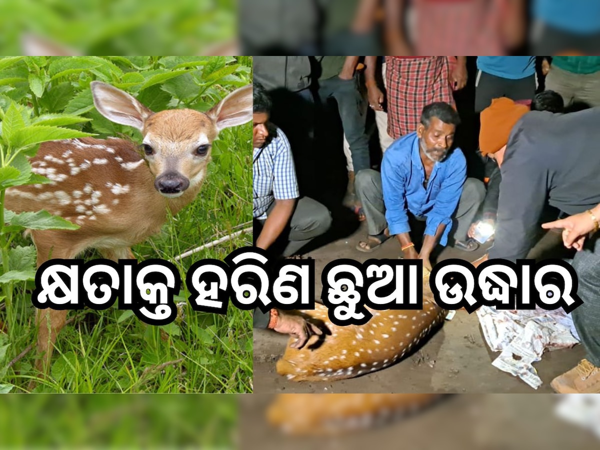 Odisha News: କୁକୁର କାମୁଡ଼ାରେ କ୍ଷତାକ୍ତ ହରିଣ ଛୁଆ ଉଦ୍ଧାର