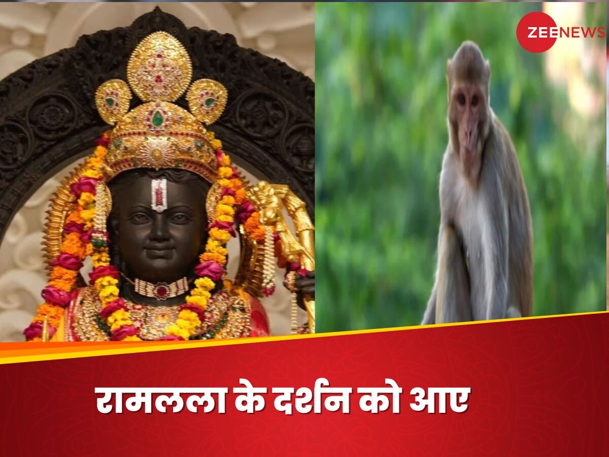 Ram Lalla Darshan: जब रामलला के मंदिर में प्रवेश कर गया बंदर, बना ऐसा माहौल सभी रह गए हैरान