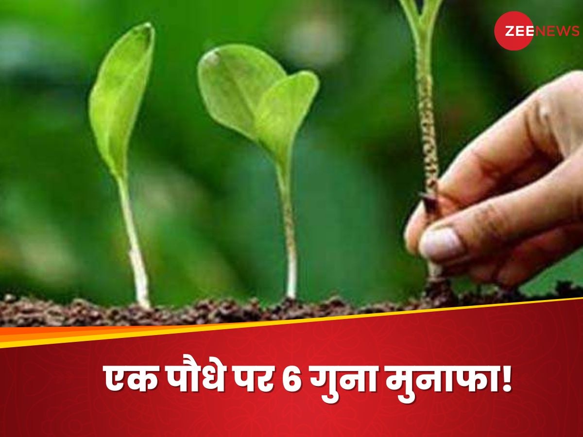 आज 10 रुपये में खरीदें पौधा, 3 साल बाद मिलेंगे 6 गुना ज्यादा पैसा; क्या है ये सरकारी योजना?