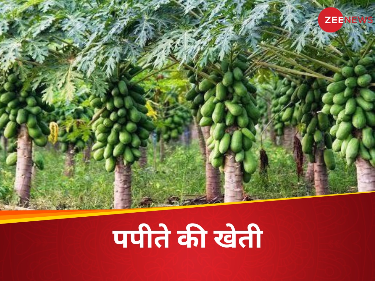  Papaya Farming Subsidy