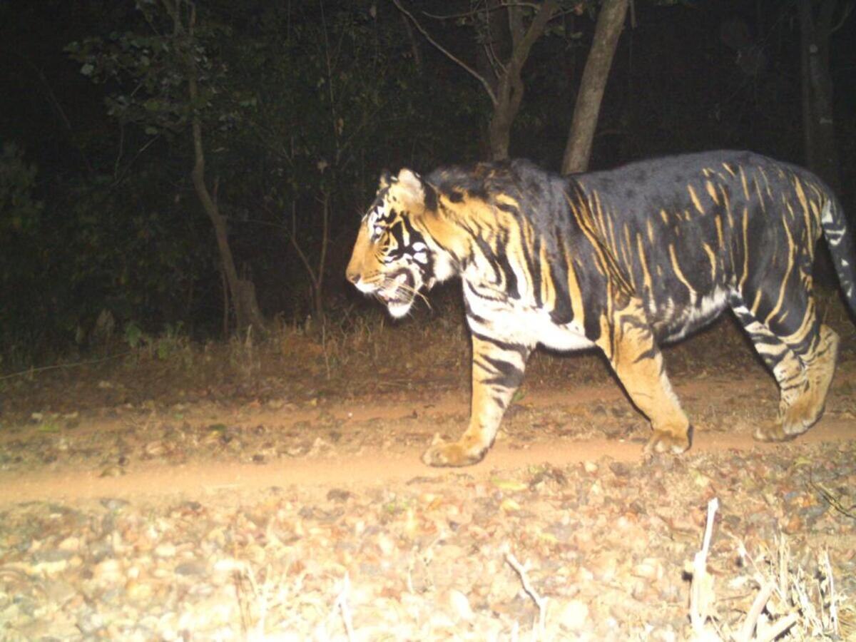 Black Tiger Safari Odisha: ଅକ୍ଟୋବରରୁ ମୟୂରଭଞ୍ଜରେ କଳାବାଘ ସଫାରୀ