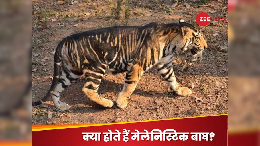melanistic tiger safari in odisha to open near similipal reserve ...