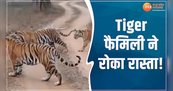 पन्ना टाइगर रिजर्व में बढ़ी बाघ फैमिली की चहलकदमी, Video में देखिए कैसे ...