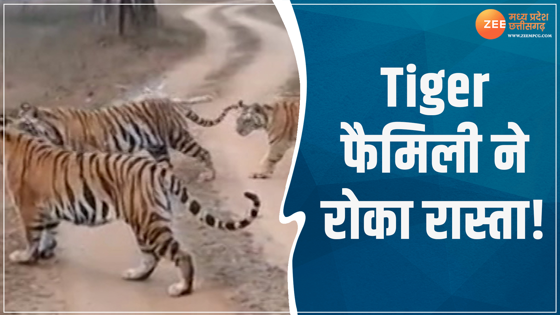 पन्ना टाइगर रिजर्व में बढ़ी बाघ फैमिली की चहलकदमी, Video में देखिए कैसे ...
