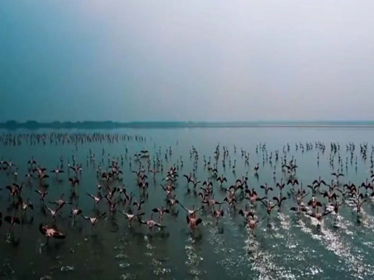 Sambhar Lake Festival 2024 : सांभर लेक फेस्टिवल का होगा शुभारंभ,पर्यटक संस्कृति विरासत से होंगे रूबरू
