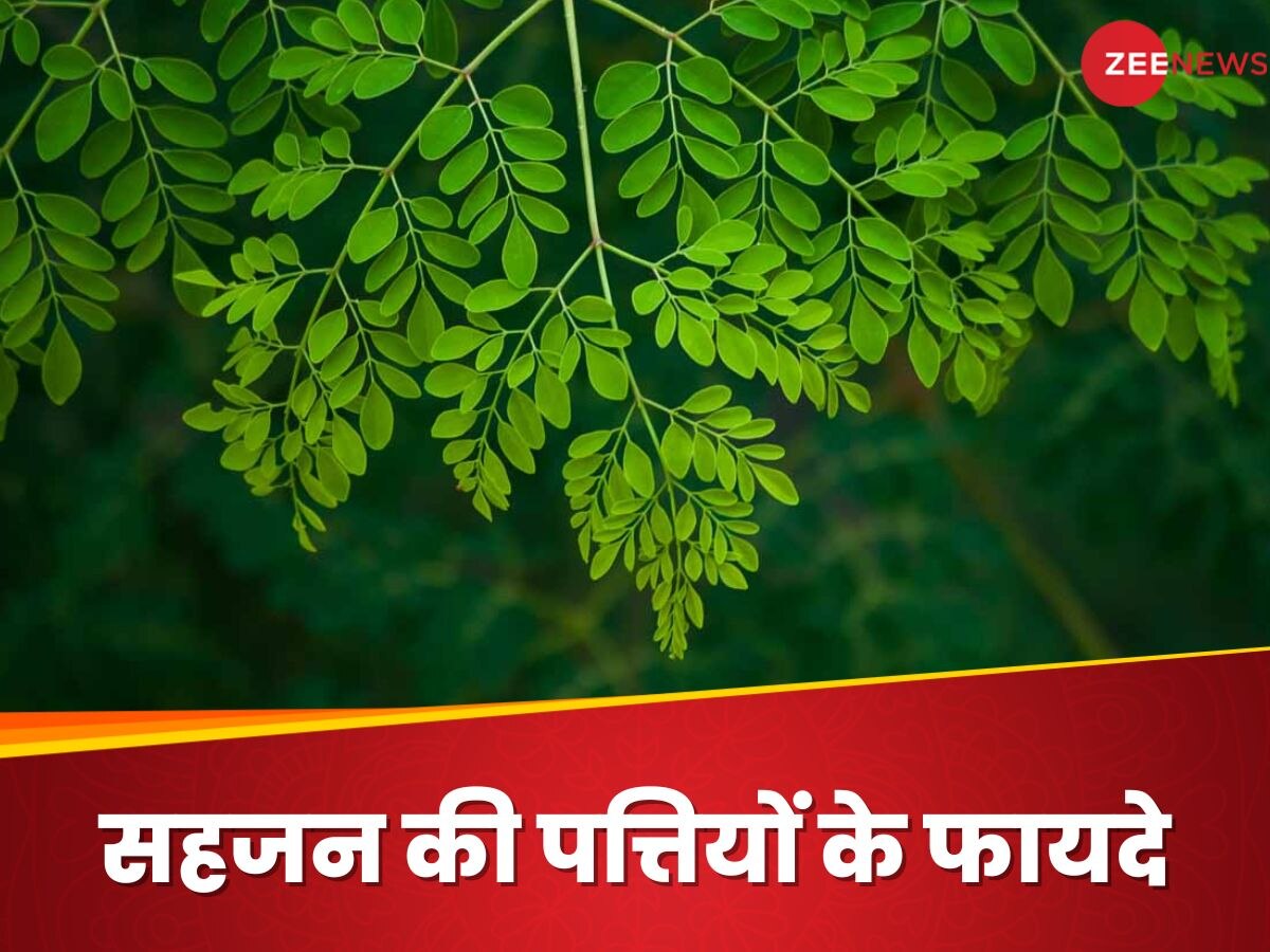Moringa Leaves Benefits: सहजन की पत्तियों में छिपा है सेहत का खजाना, ज्यादा फायदे के लिए इस तरह करें सेवन