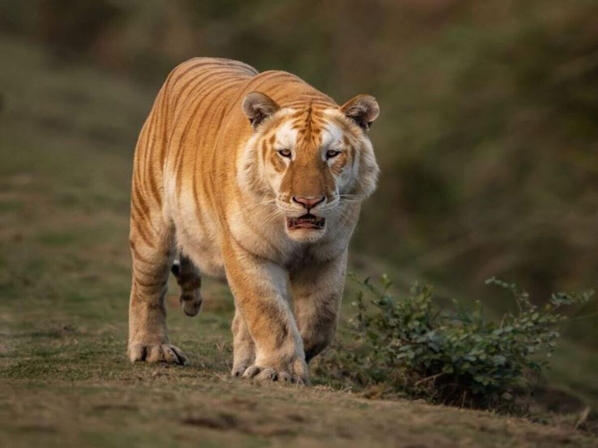 Golden Tiger India: ଦେଶରେ ଦେଖିବାକୁ ମିଳିଲା ସୁବର୍ଣ୍ଣ ବାଘ? ଜାଣନ୍ତୁ କେଉଁଠି ହେଲା ଠାବ?