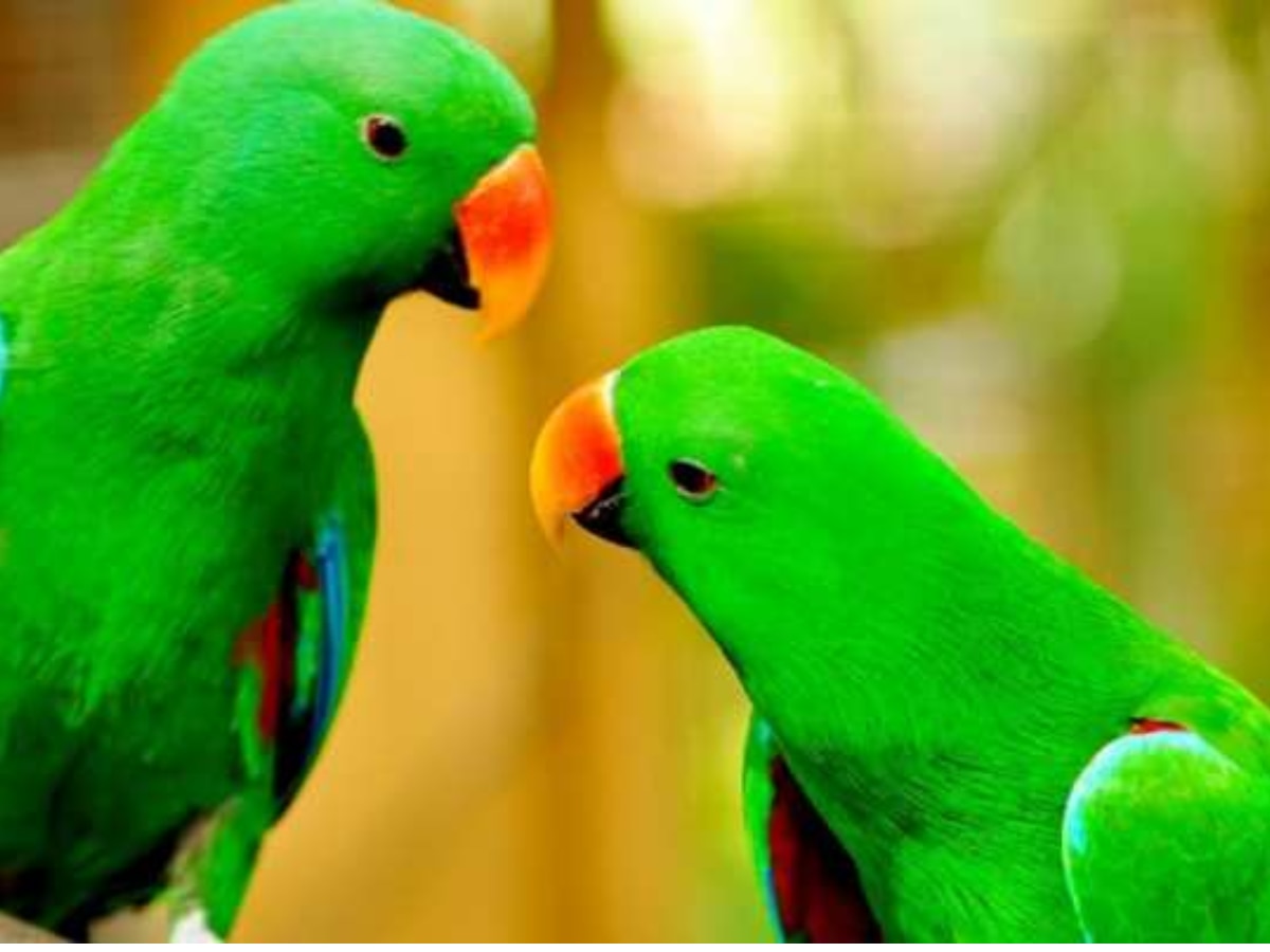 Dream Science: सपने में हरे रंग का तोता दिखना शुभ है या अशुभ? जानें