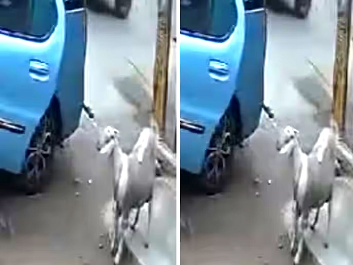 Chor Ka Video: कार से बकरी चुराने पहुंचे थे चोर, फिर जो हुआ, हंसा-हंसाकर कर देगा पागल