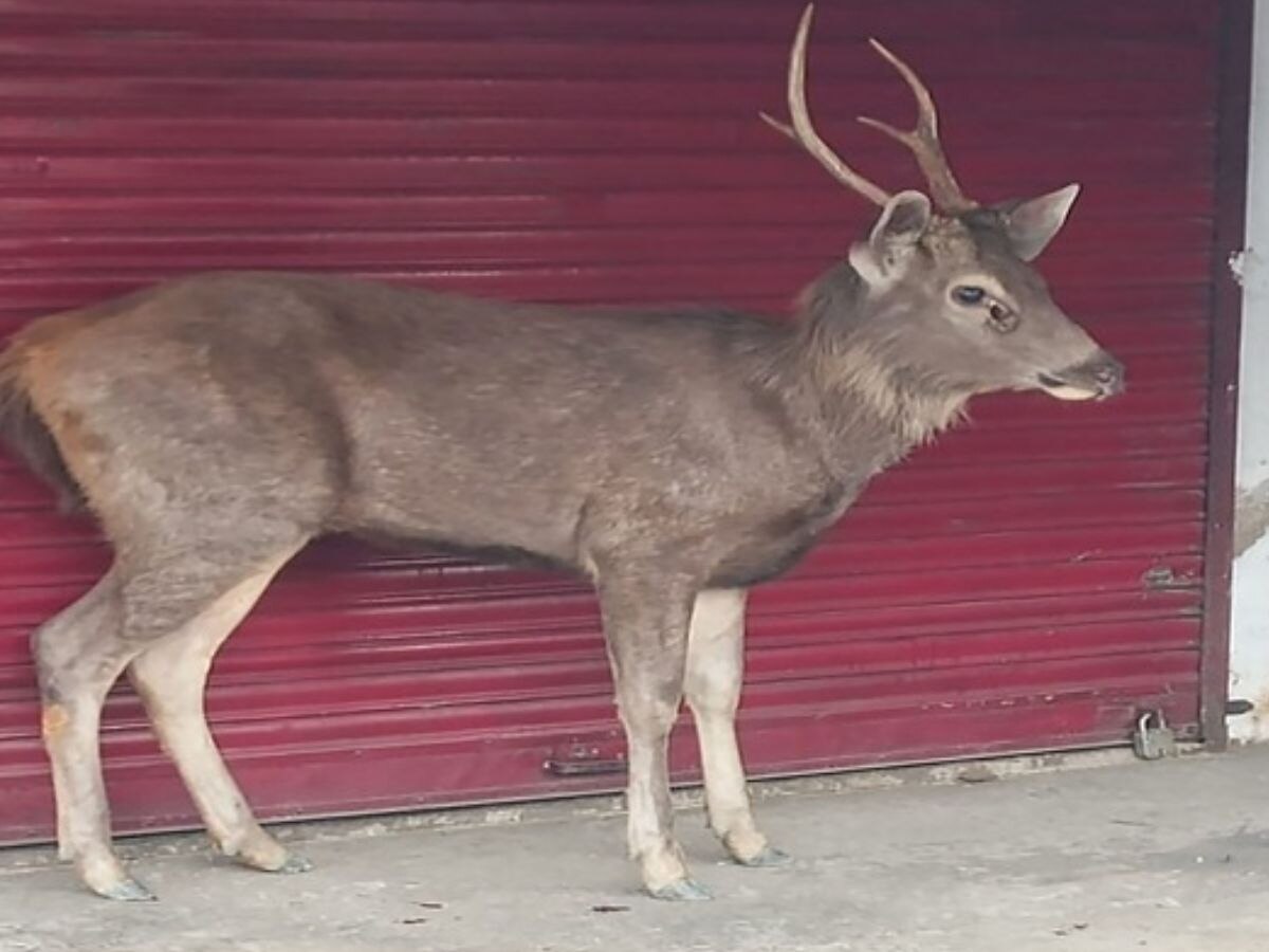 सांभर की हुई मौत