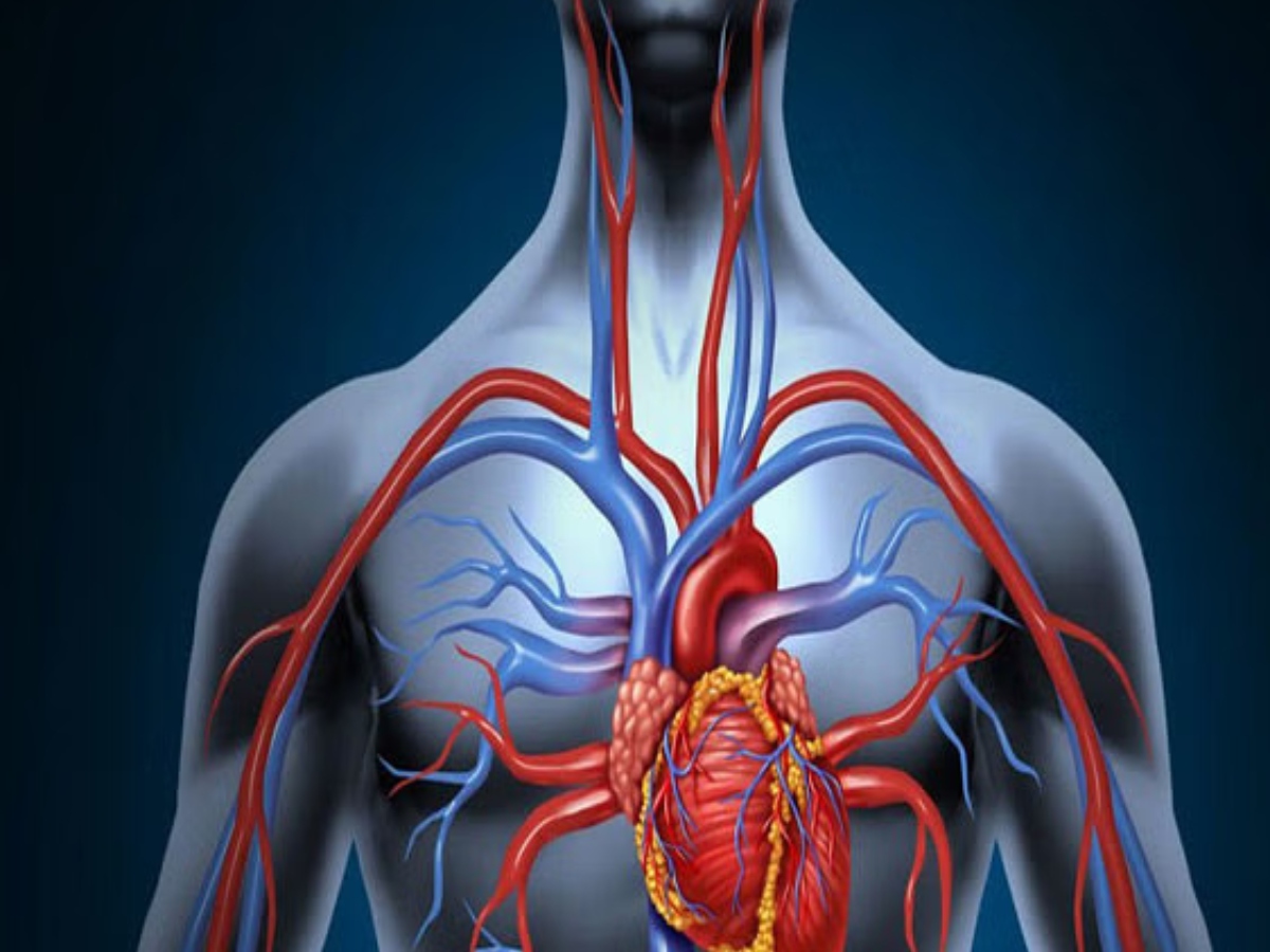 ब्लड सर्कुलेशन ठीक